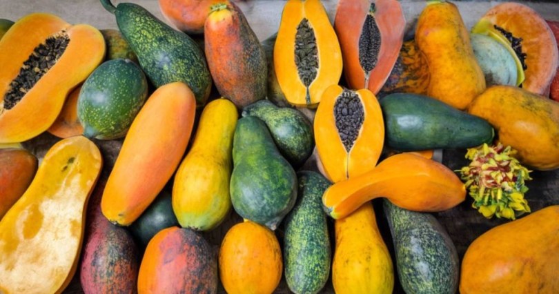 Papaya magkeverék, Carica papaya, fagyérzékeny, gyümölcs